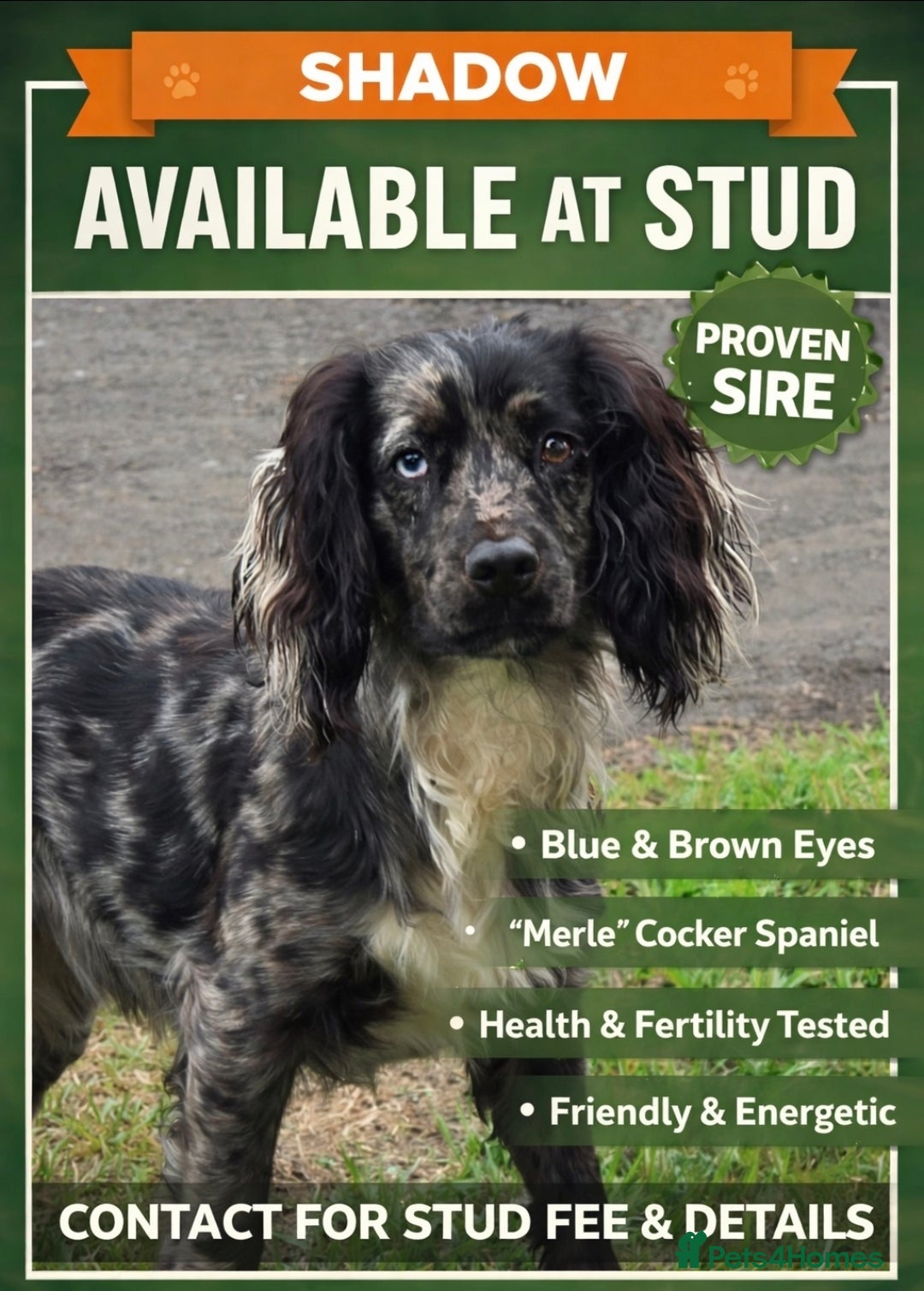 Cocker Spaniel dogs Merle Cocker stud - Advert 20