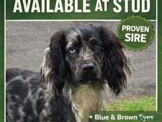 Cocker Spaniel dogs Merle Cocker stud - Advert 20