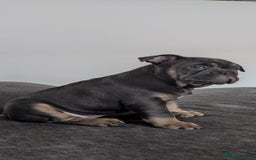 Mixed Breed dogs for sale: Baby blue  - Image 3