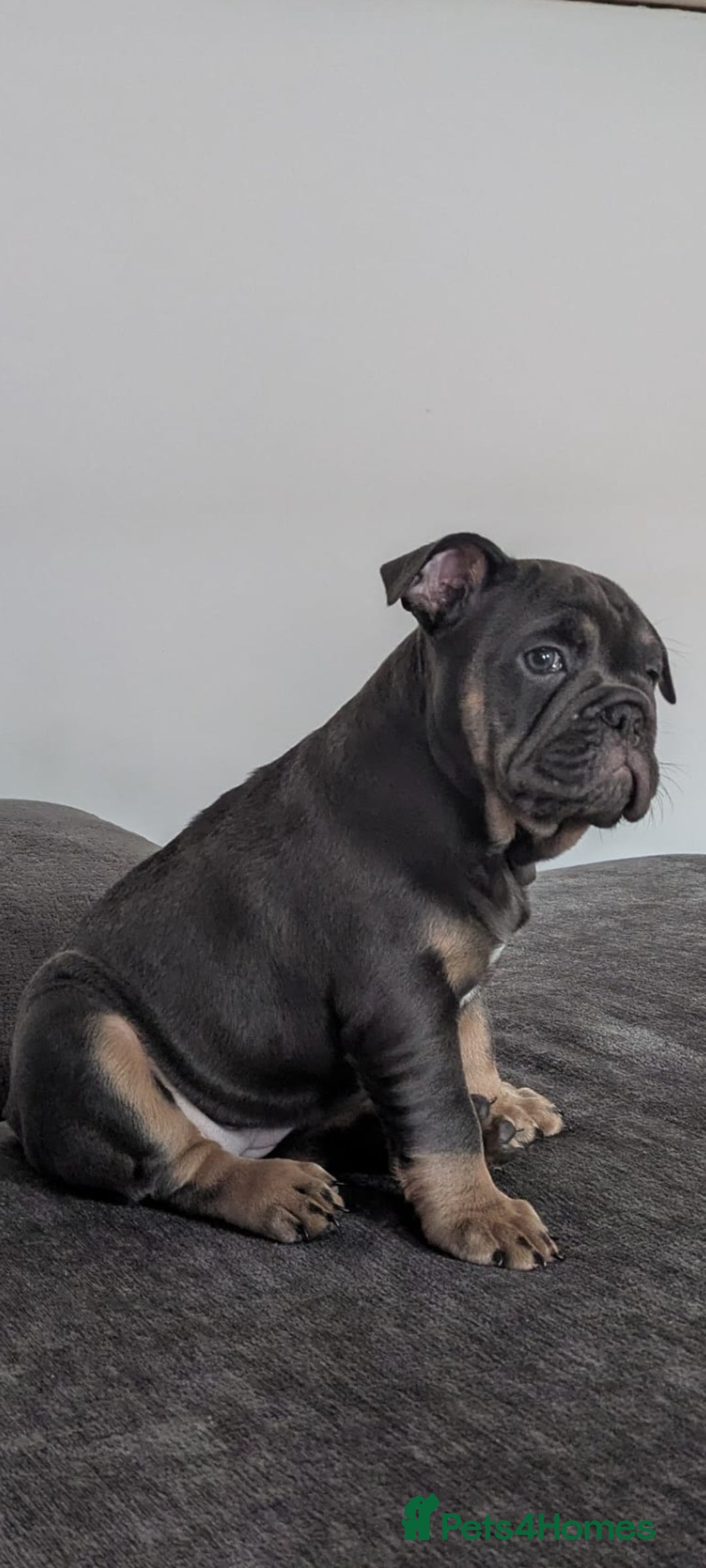 Mixed Breed dogs for sale: Baby blue  - Image 3