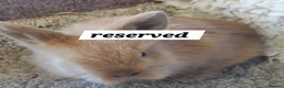 Mini Lop rabbits for sale: baby loinheads ready to reserve  - Advert 4