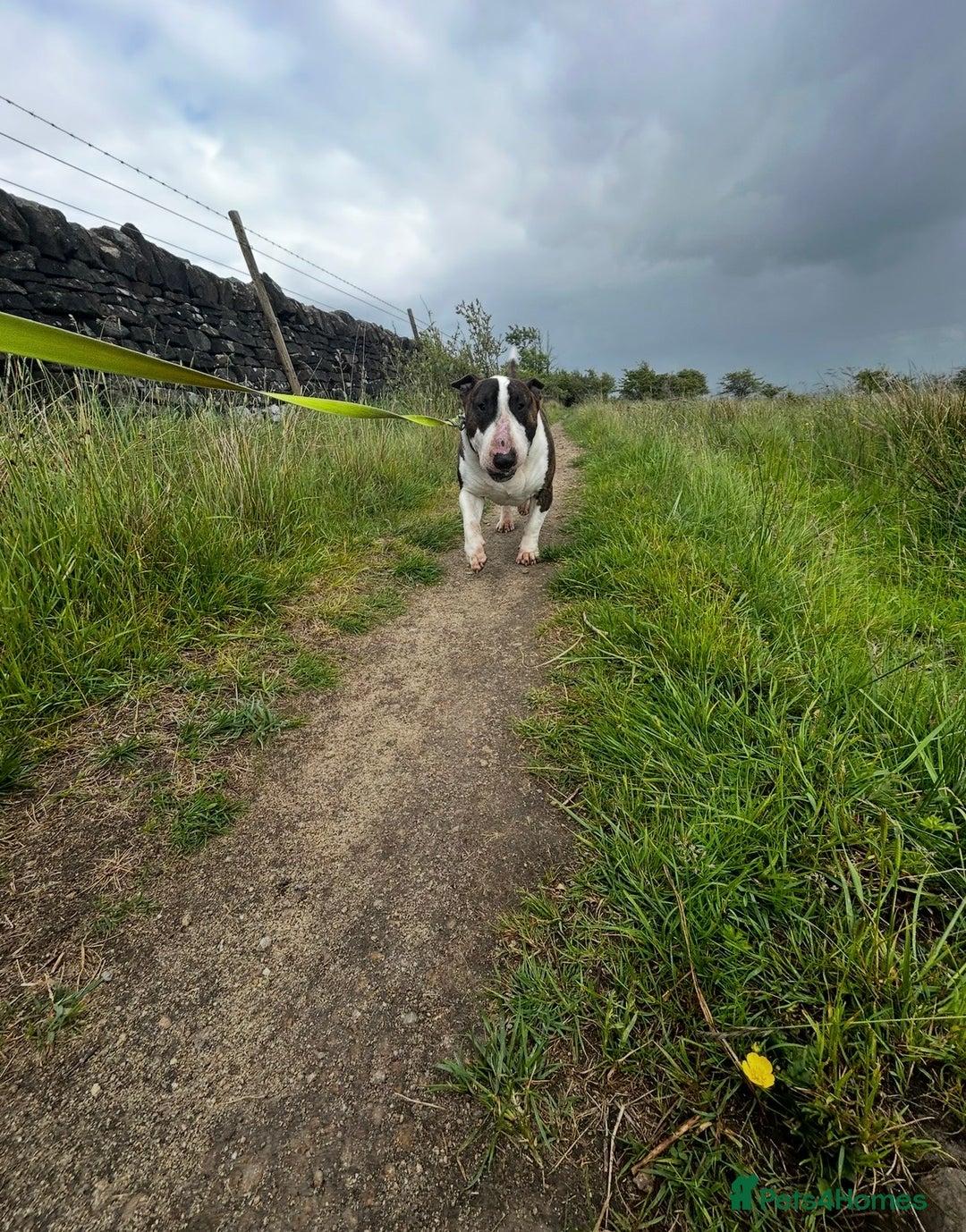 English Bull Terrier dogs for sale: Beautiful Bull Terrier looking for a new home  - Image 5