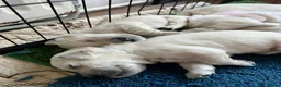 Golden Retriever dogs for sale: Outstanding KC Cream Golden Retriever Puppies - Advert 7