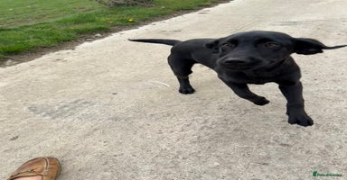Labrador Retriever dogs - Advert 8