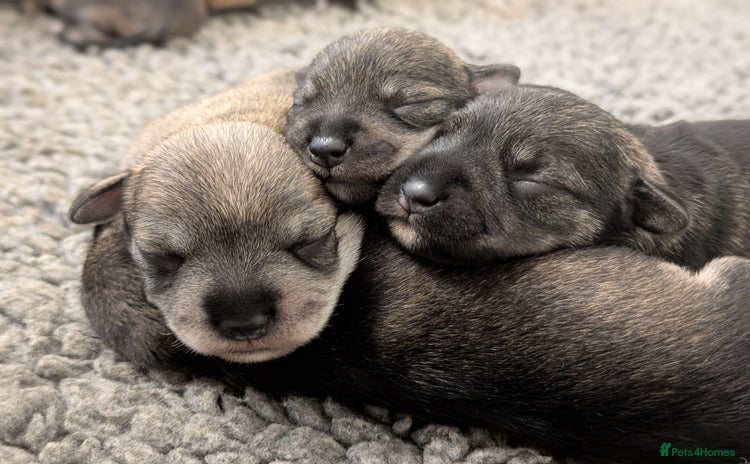 Miniature Schnauzer dogs - Advert 4