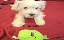 Schnoodle dogs for sale: Schnoodles  - Image 18
