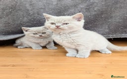 Scottish Fold cats for sale: Scottish fold kittens are looking for family🥰 - Image 3