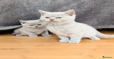 Scottish Fold cats - Advert 3