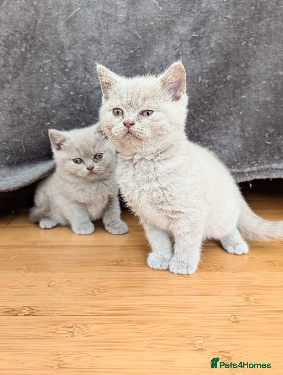 Scottish Fold cats for sale: Scottish fold kittens are looking for family🥰 - Image 3