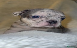French Bulldog dogs for sale: Lilac blue eyed litter of 6. DWKC registered  - Image 19