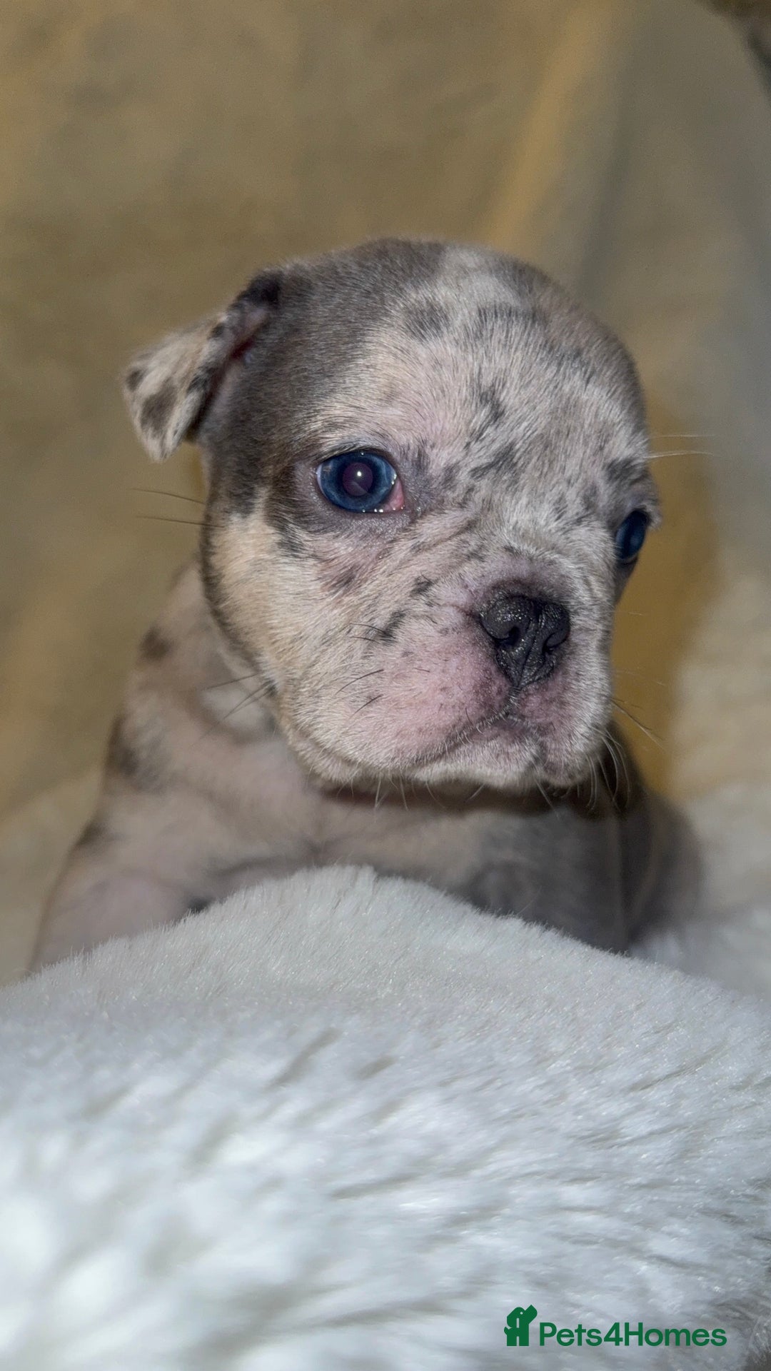 French Bulldog dogs for sale: Lilac blue eyed litter of 6. DWKC registered  - Image 19