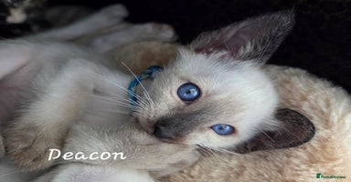 Siamese cats - Advert 14
