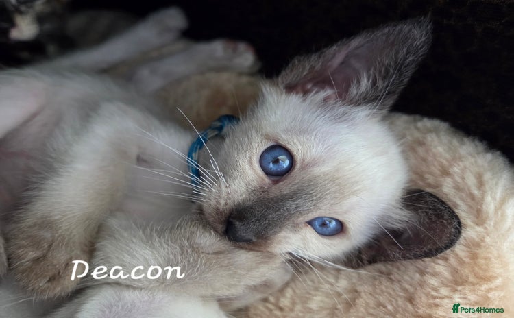 Siamese cats - Advert 1