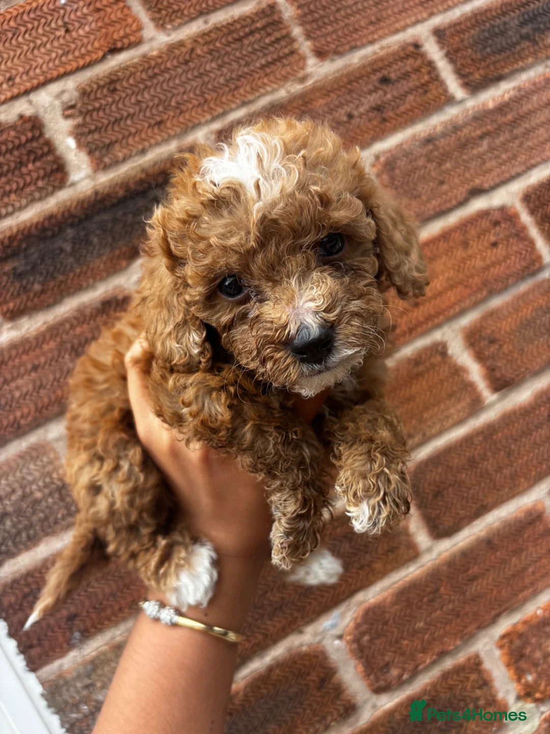 Sproodle dogs for sale: F1B sproodle puppies  - Advert 1