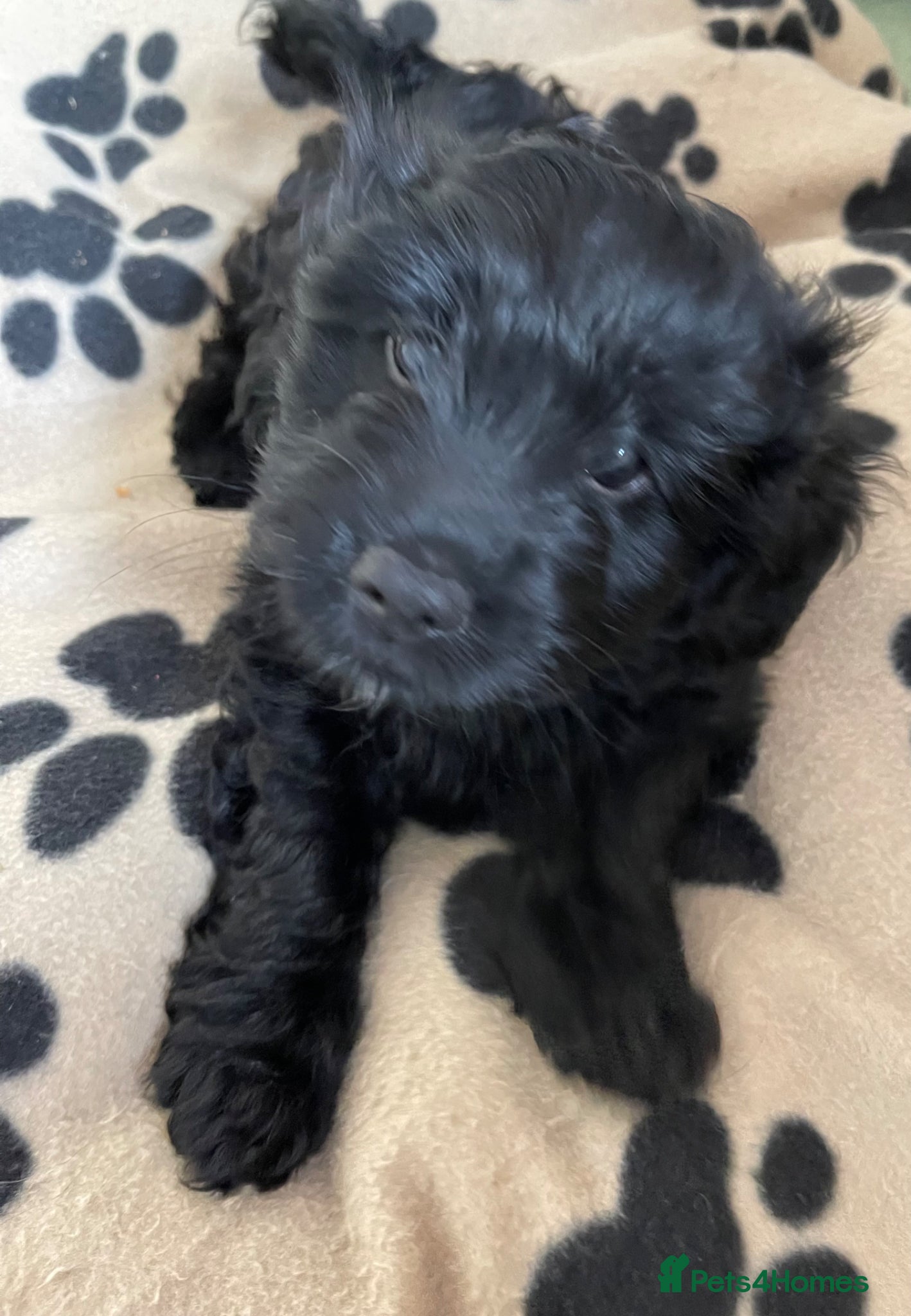Mixed Breed dogs Gorgeous Litter of Puppies  - Advert 3