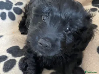 Mixed Breed dogs Gorgeous Litter of Puppies - Advert 3