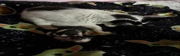Mixed Breed cats for sale: 2 little kittens looking for a loving home forlife - Advert 5