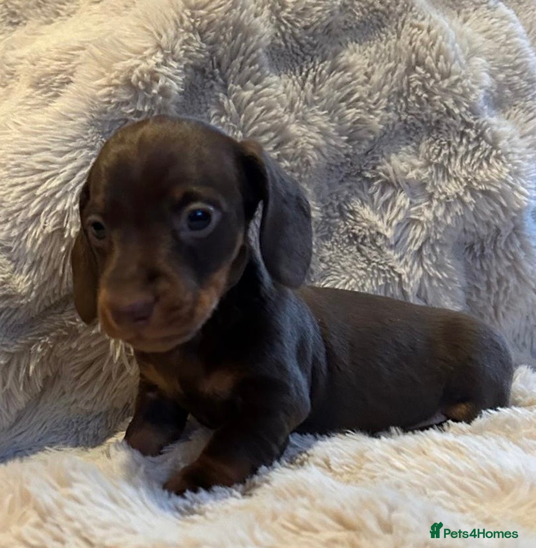 Miniature Dachshund dogs for sale: KC Miniature Dachshund Puppies  - Advert 9