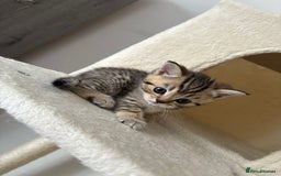 British Shorthair cats for sale: Golden british short hair kittens - Image 6