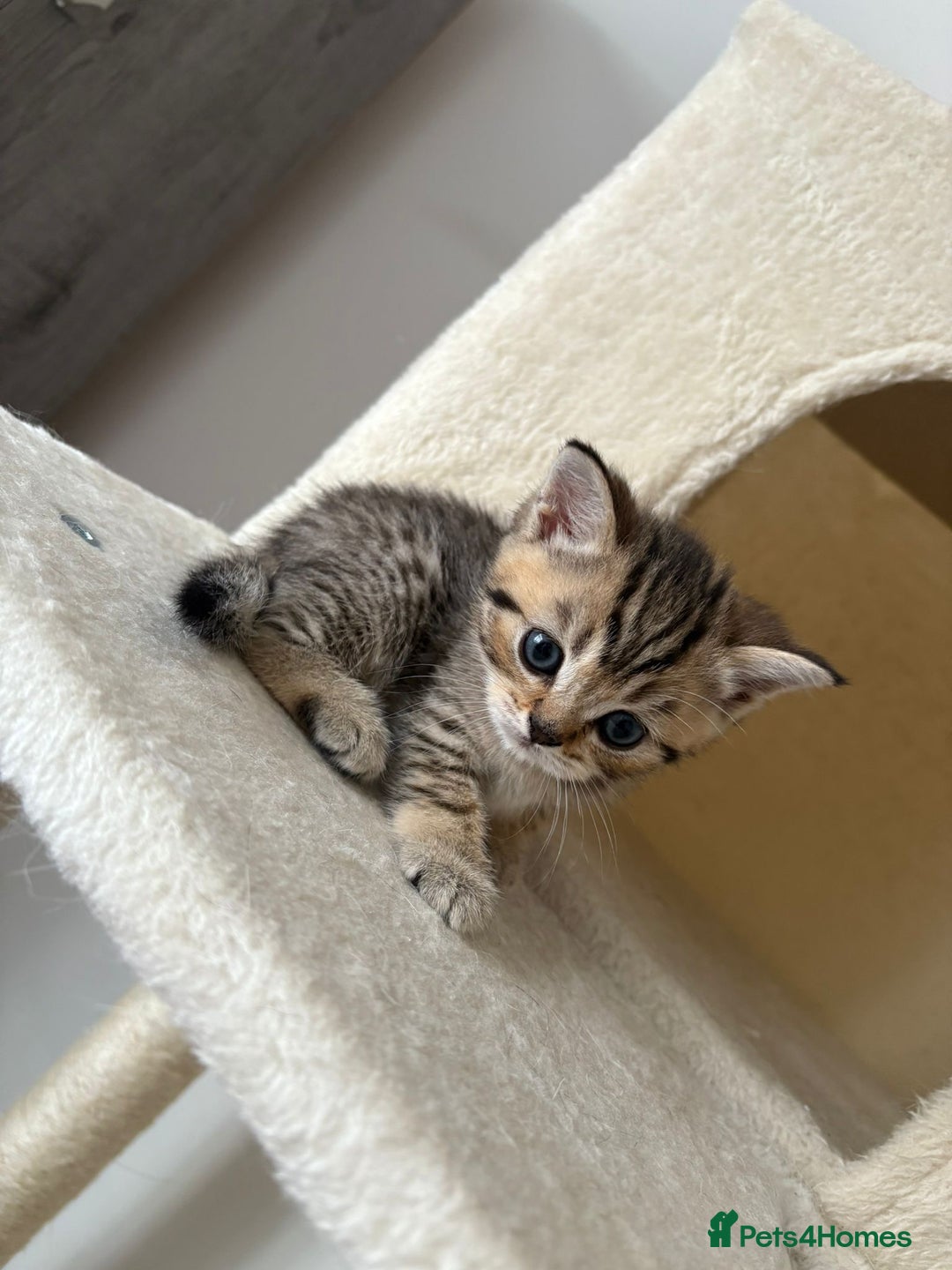 British Shorthair cats for sale: Golden british short hair kittens - Image 6