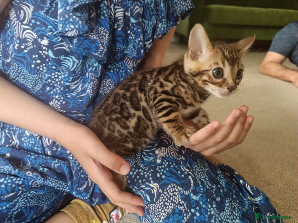 Bengal cats for sale: Absolutely beautiful pedigree bengal kittens - Advert 11