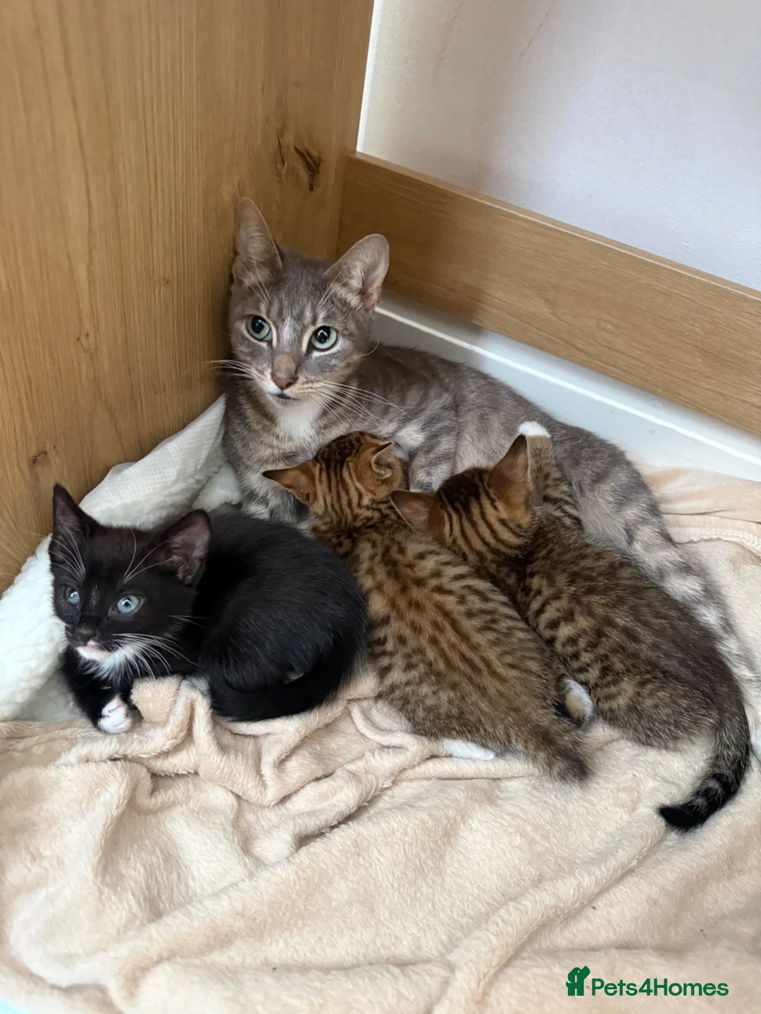 Mixed Breed cats for sale: Cutest Tuxedo kitten, Teddy - Advert 2