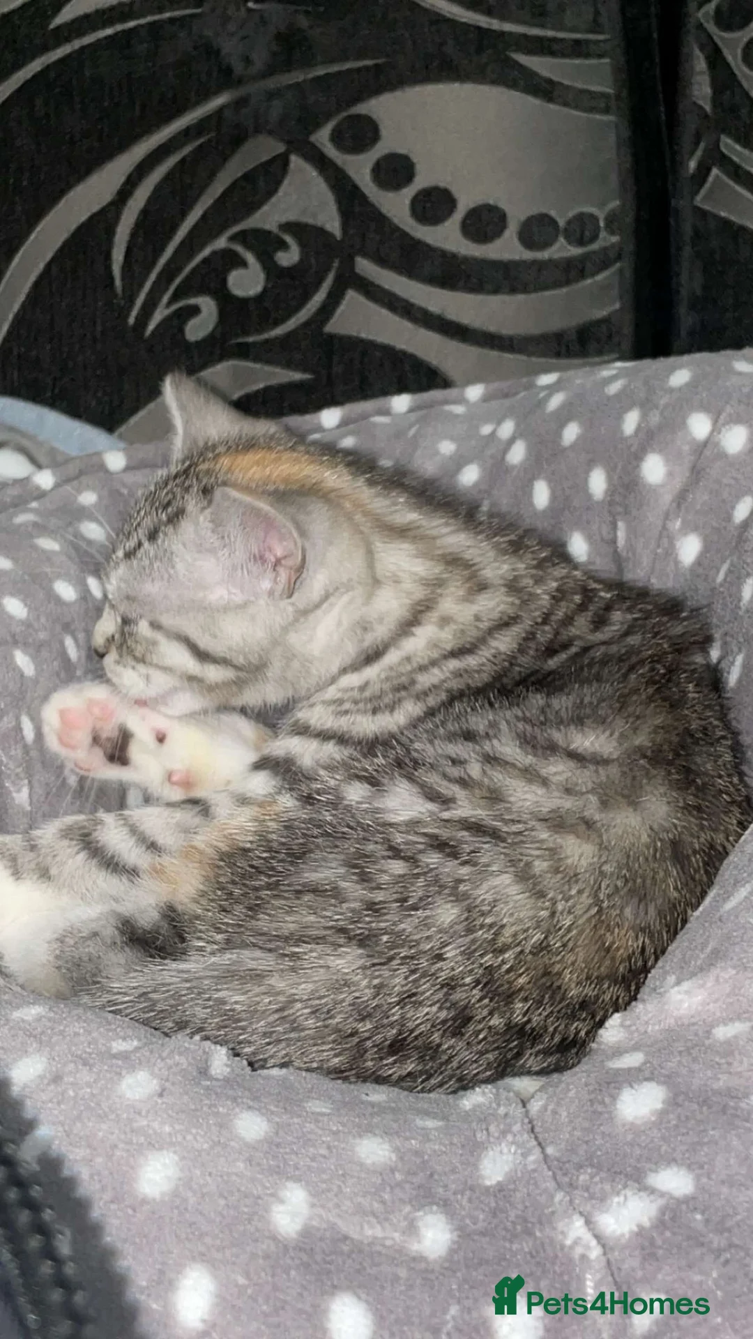 Mixed Breed cats for sale: Meet Chanel - She’s looking for a new home - Advert 2