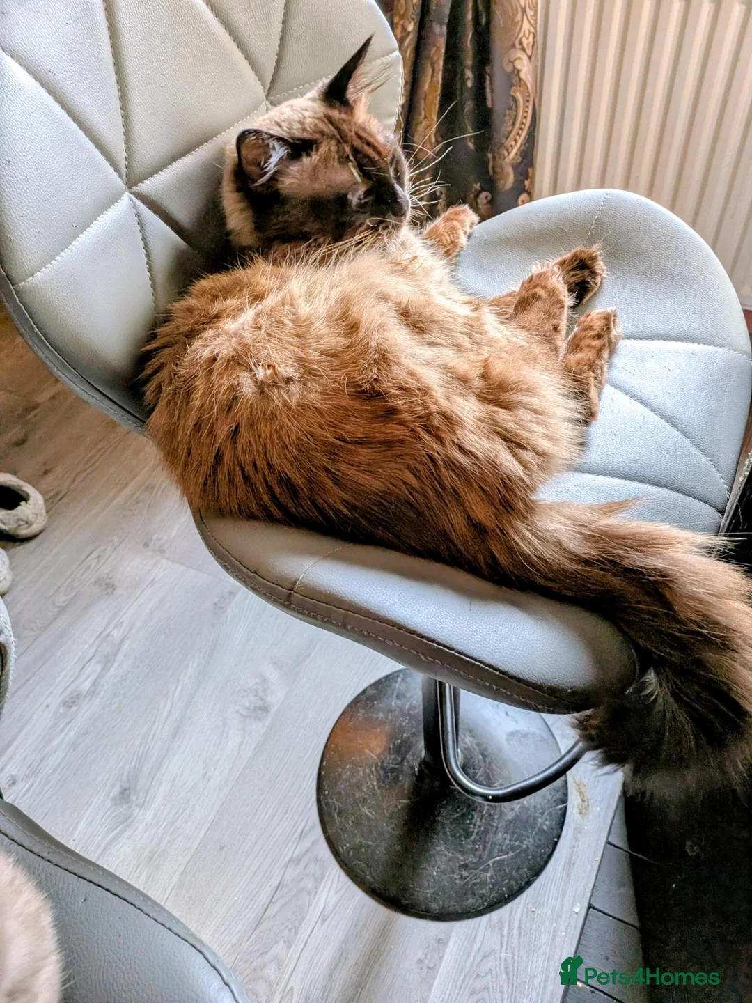 Ragdoll cats for sale: Ragdoll cats in Saint Helens - Advert 8