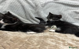 British Longhair cats for sale: 3 beautiful kittens - Image 5