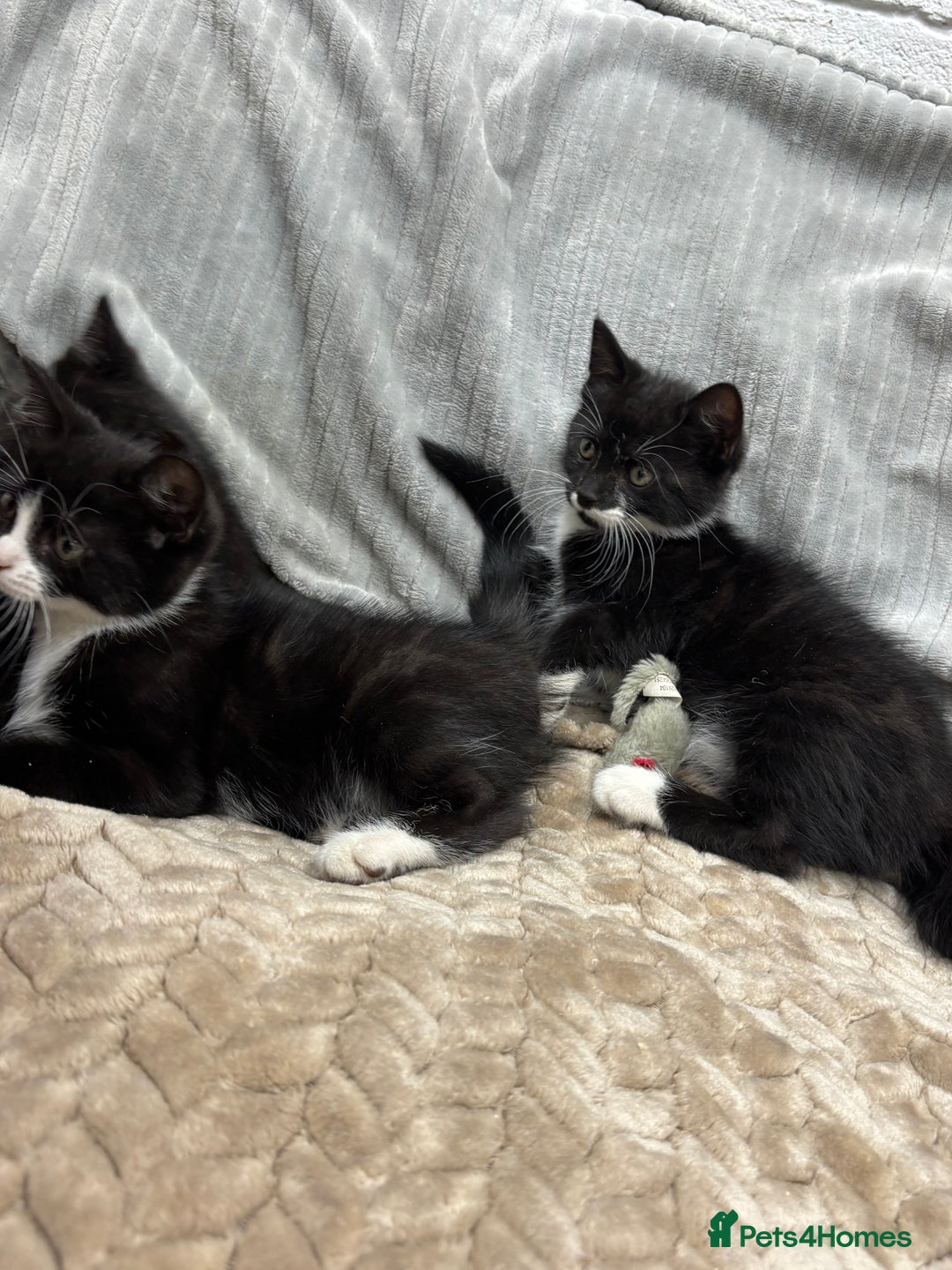 British Longhair cats for sale: 3 beautiful kittens - Image 5
