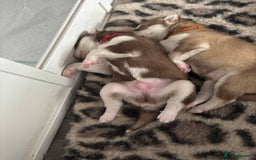 Siberian Husky dogs for sale: Siberian huskies  for sale  - Image 22