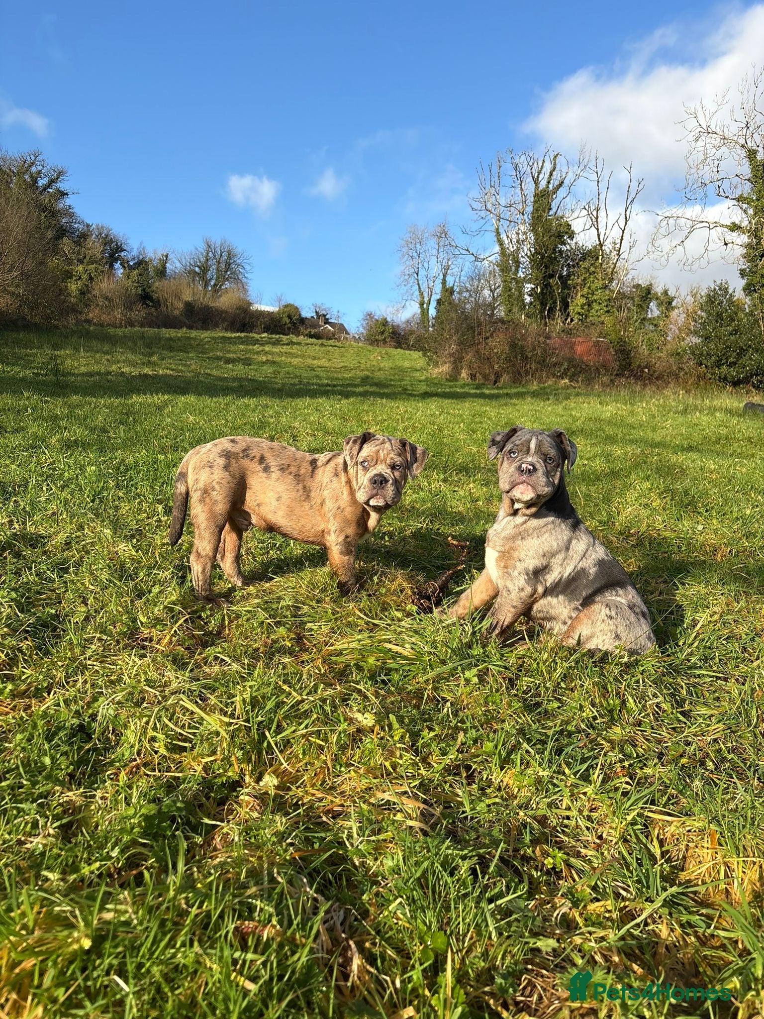 Olde English Bulldogge dogs 3 male puppy Olde English Bulldogges left - Advert 1