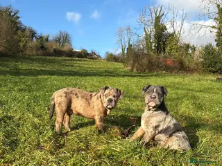Olde English Bulldogge dogs 3 male puppy Olde English Bulldogges left - Advert 2