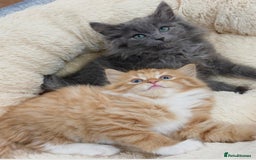 Mixed Breed cats for sale: LOVELY KITTENS  - Advert 7