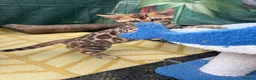 Bengal cats for sale: Beautiful 😻 Bengal Kittens ❤️ - Advert 5