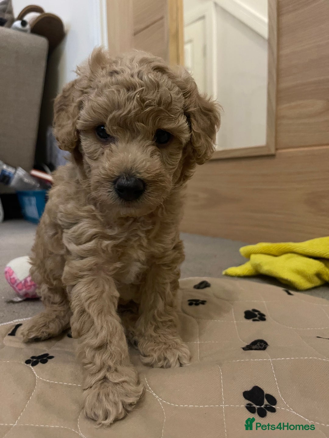 Miniature Poodle dogs for sale: Beautiful Miniature Poodle Puppies   - Advert 14