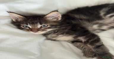 Maine Coon cats - Advert 8