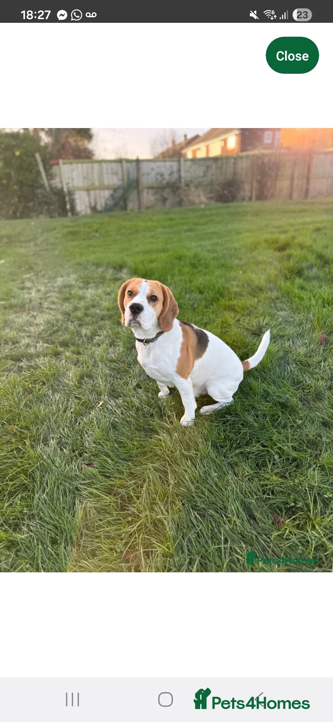 Beagle dogs for sale: Beagle Babies - Advert 3