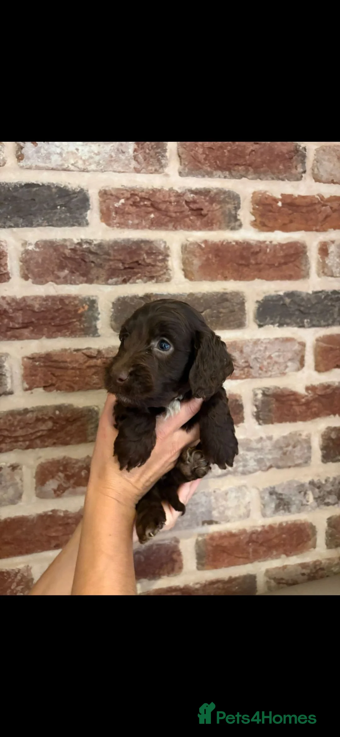 Cockapoo dogs for sale: F1 cockapoo puppies 1 CHOCOLATE MALE LEFT - Advert 2