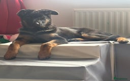 German Shepherd dogs for sale: Skylar - Image 8