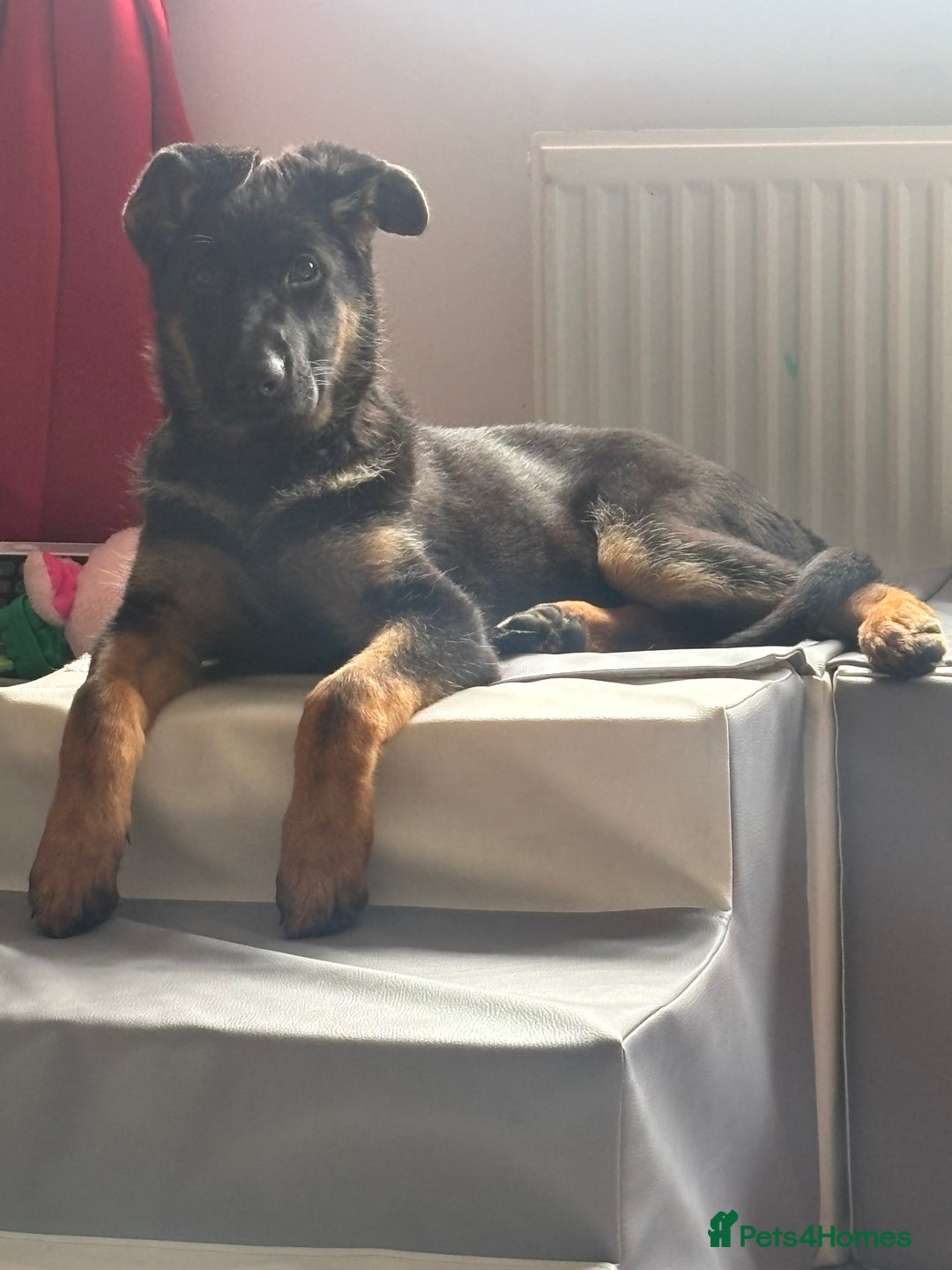 German Shepherd dogs for sale: Skylar - Image 8