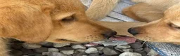 Labrador Retriever dogs for sale: Mixed litter black and blonde Labrador puppies  - Advert 13