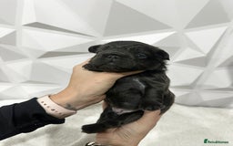 French Bulldog dogs for sale: Fluffy French Bulldog Puppies for sale - Advert 4