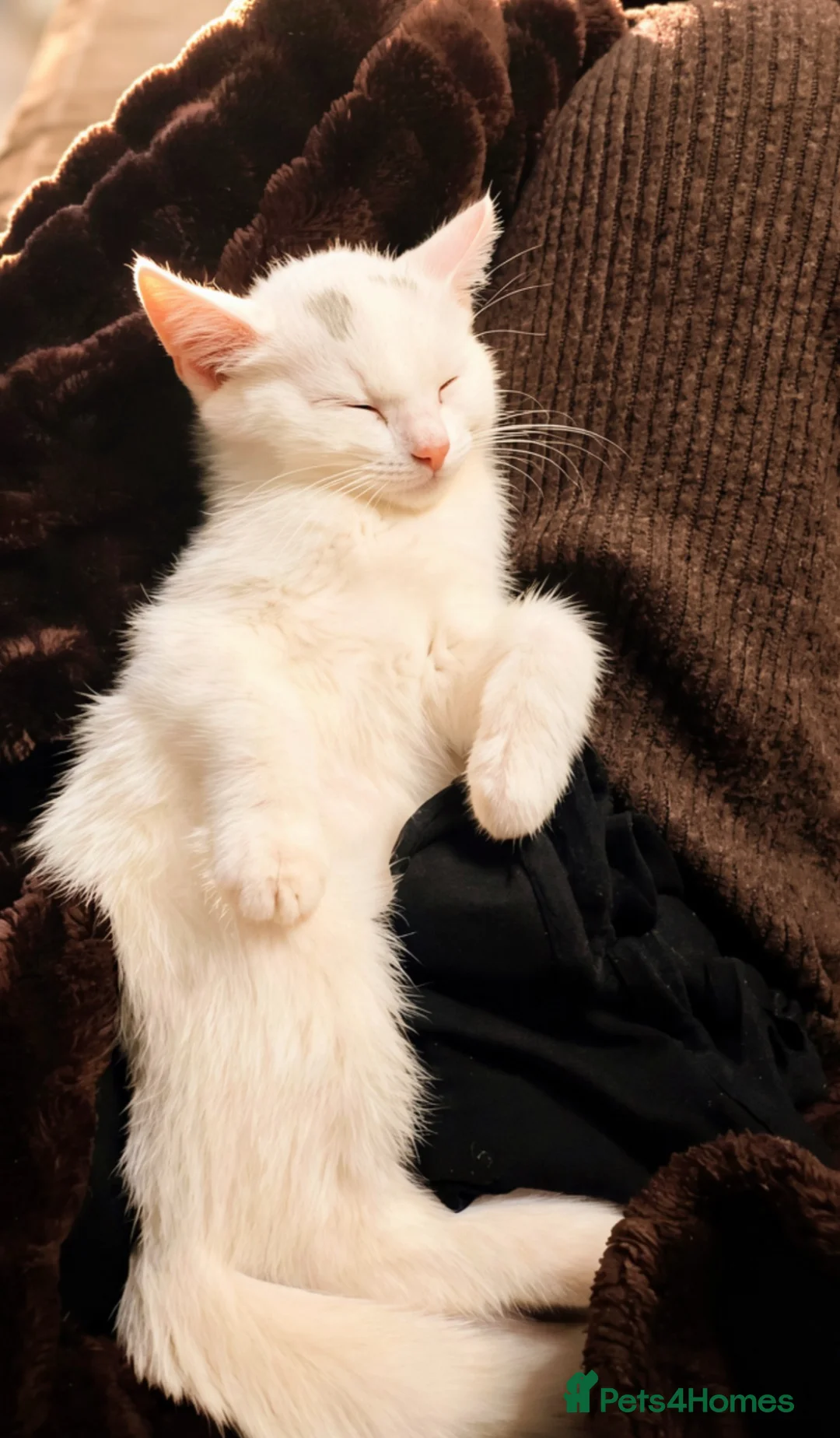Mixed Breed cats for sale: Beautiful tabby kitten- 13 weeks old  - Advert 2
