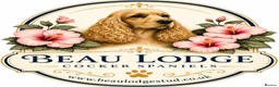 Cocker Spaniel dogs for sale: Show Type Cocker Spaniels in Sandy - Advert 3