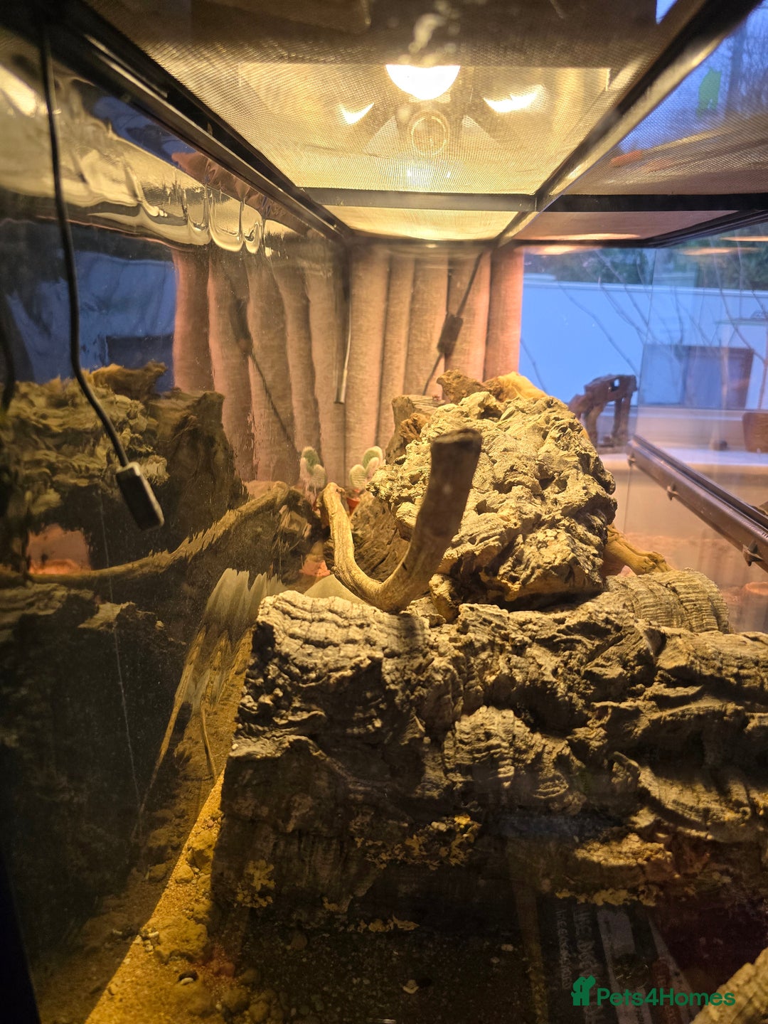 Gecko reptiles for sale: Crocodile Gecko and Vivarium for sale £130 - Advert 6