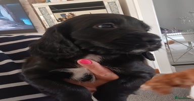 Cocker Spaniel dogs - Advert 6