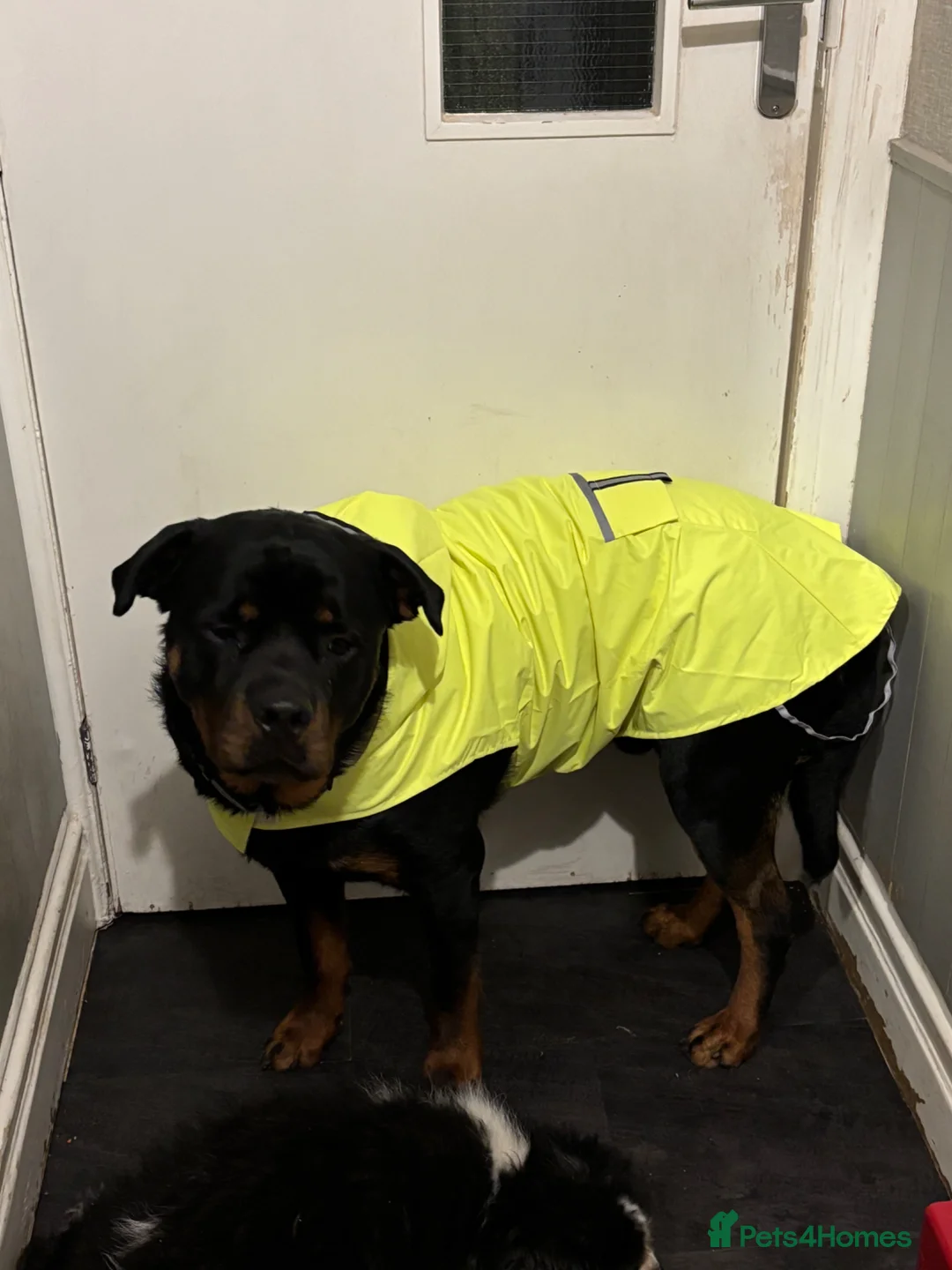 Rottweiler dogs for sale: 2 yrs old male neutered Rottweiler in Morecambe - Advert 3