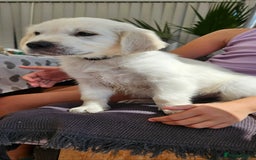Golden Retriever dogs for sale: Adorable Golden Retriever Puppies - Image 7