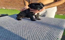 Cane Corso dogs for sale: Champion-Bloodline Cane Corso Puppies  - Image 12
